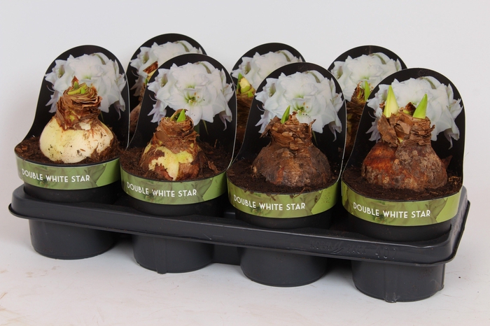 <h4>Amaryllis Double White Sta</h4>