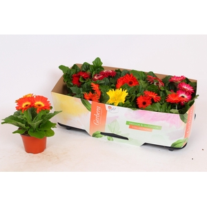 Gerbera Colourgame Garden mix 18-25 cm