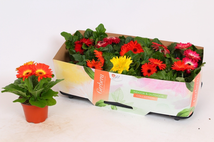 <h4>Gerbera Colourgame Garden mix 18-25 cm</h4>