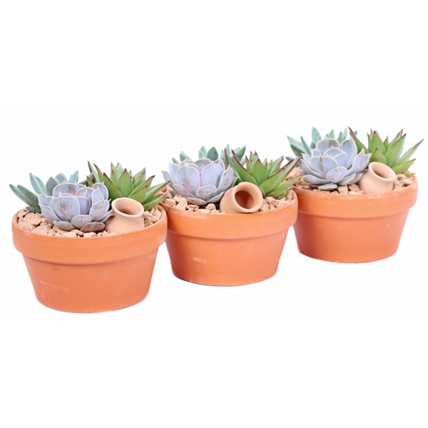 <h4>3x Echeveria 8,5 cm in terracotta schaal met stenen en kruikje</h4>