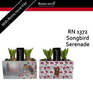 Hya Rom 1372 Songbird Serenade