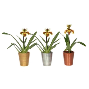 Scratched luxury mix Paphiopedilum USA Hybride 1bl