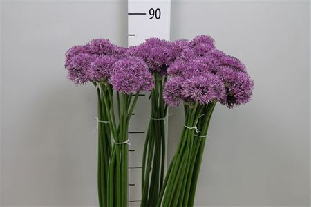 <h4>Allium Gladiator</h4>