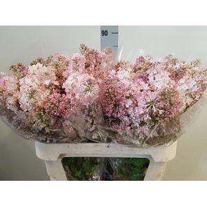 SYR HY MAIDENS BLUSH