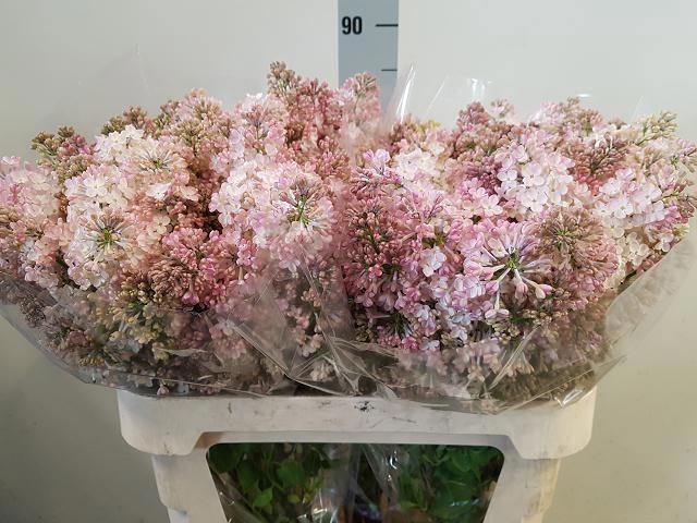 <h4>SYR HY MAIDENS BLUSH</h4>