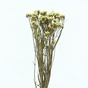 Dried Lim Statice Yellow P Bunch