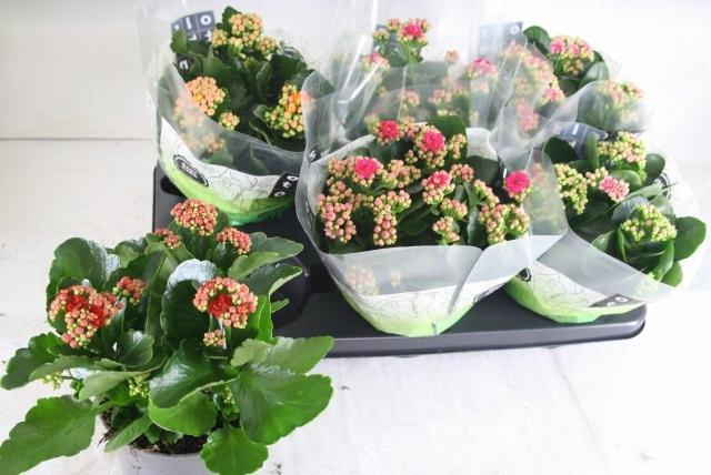 <h4>KAL GE GEM 4 KL</h4>