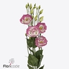 Lisianthus do rosita hot lips