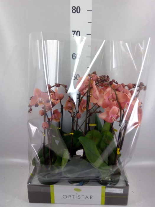 <h4>Phalaenopsis   ...orange</h4>