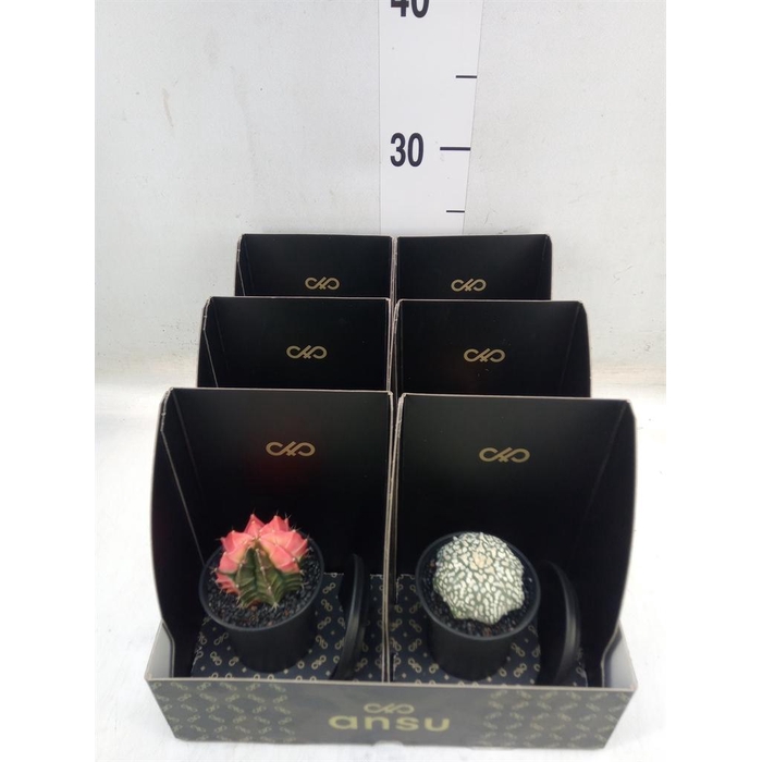 <h4>Cactus   ...</h4>