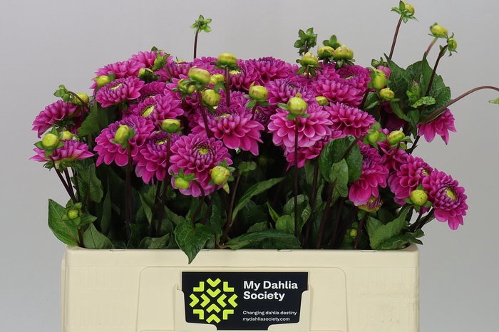 <h4>Dahlia Happy Hour</h4>