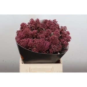 Skimmia Wx Classic Pink
