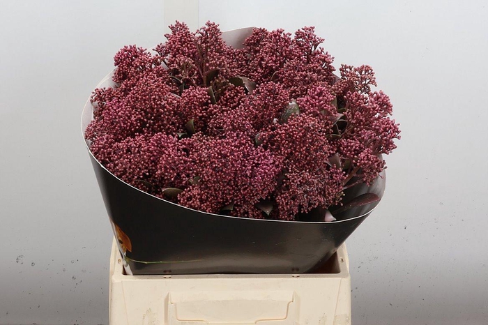 <h4>Skimmia Wx Classic Pink</h4>