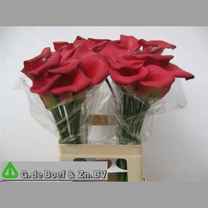 Zant Ov D.rood