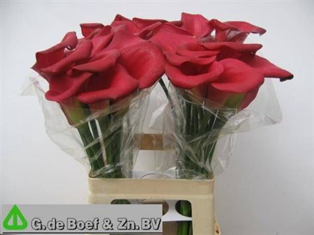 <h4>Zant Ov D.rood</h4>
