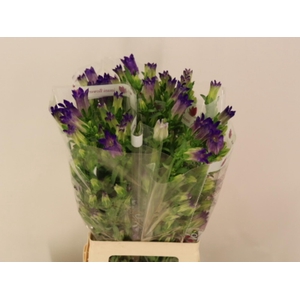 CAMP M CHAMPION BLUE