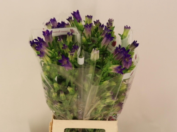 <h4>CAMP M CHAMPION BLUE</h4>