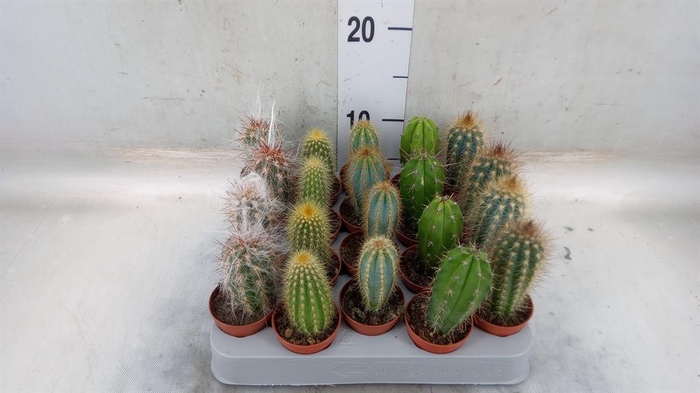 <h4>Cereus   ...</h4>