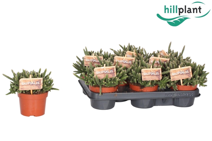 Rhipsalis baccifera 'Horrida' 10,5 cm