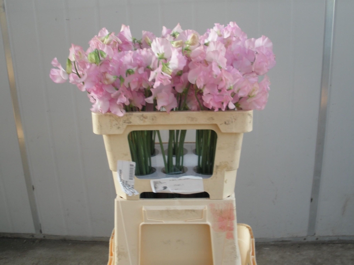 <h4>LATHYR WI SUNS OPAL</h4>