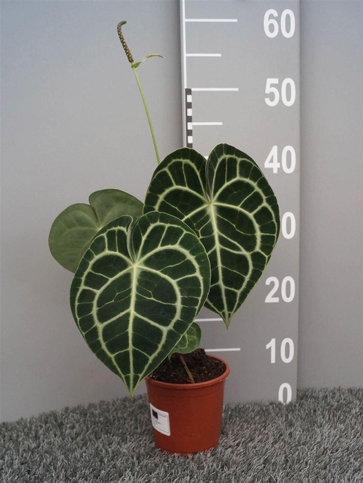 <h4>Anthurium Clarinervium</h4>