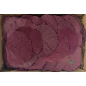 COBRA LEAVES BORDEAUX 100pcs