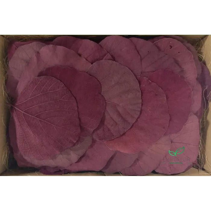 <h4>COBRA LEAVES BORDEAUX 100pcs</h4>