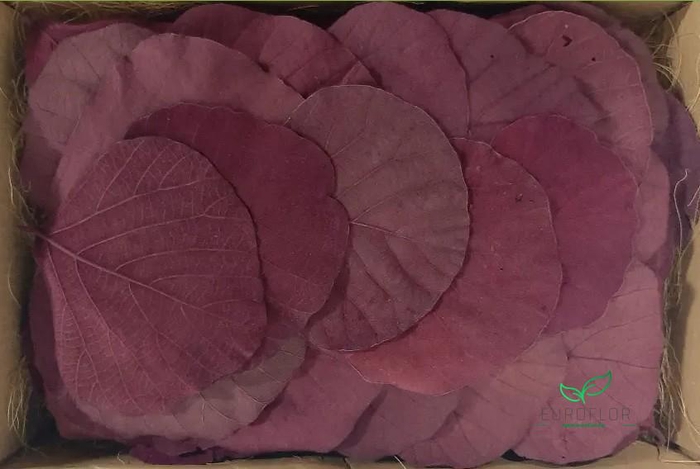 COBRA LEAVES BORDEAUX 100pcs