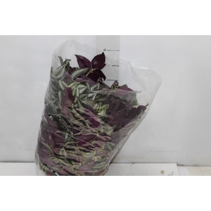 TRADESCANTIA ZEBRINA C21