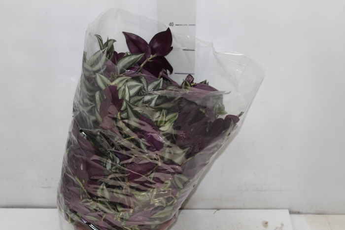 <h4>TRADESCANTIA ZEBRINA C21</h4>