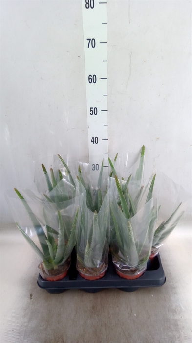 <h4>Aloe vera</h4>
