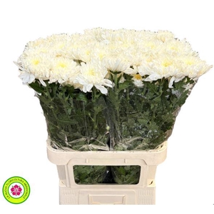 Chrys Gp Rossano White