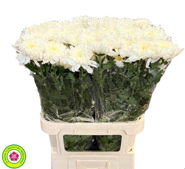 <h4>Chrys Gp Rossano White</h4>