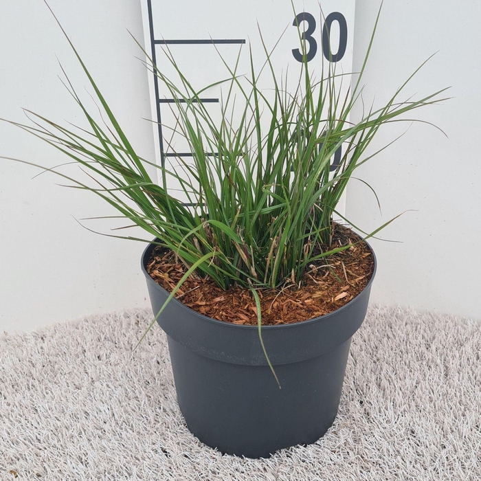Pennisetum alopecuroides Little Bu