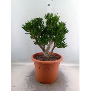 Crassula ovata 'Gollum'