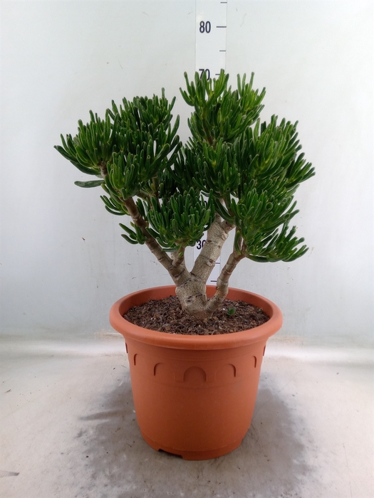 <h4>Crassula ovata 'Gollum'</h4>