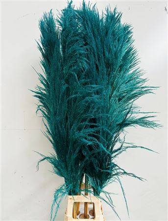 <h4>Cortaderia Turqoise</h4>