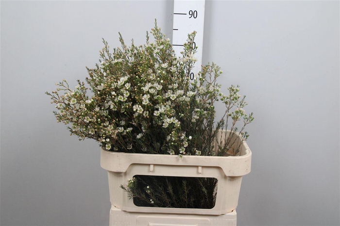 <h4>Chame Me Sirius</h4>