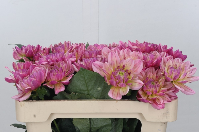 <h4>Dahlia Pink Magic</h4>