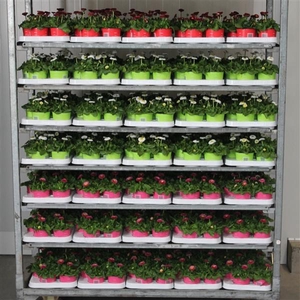 Bellis Mix kar p 10.5