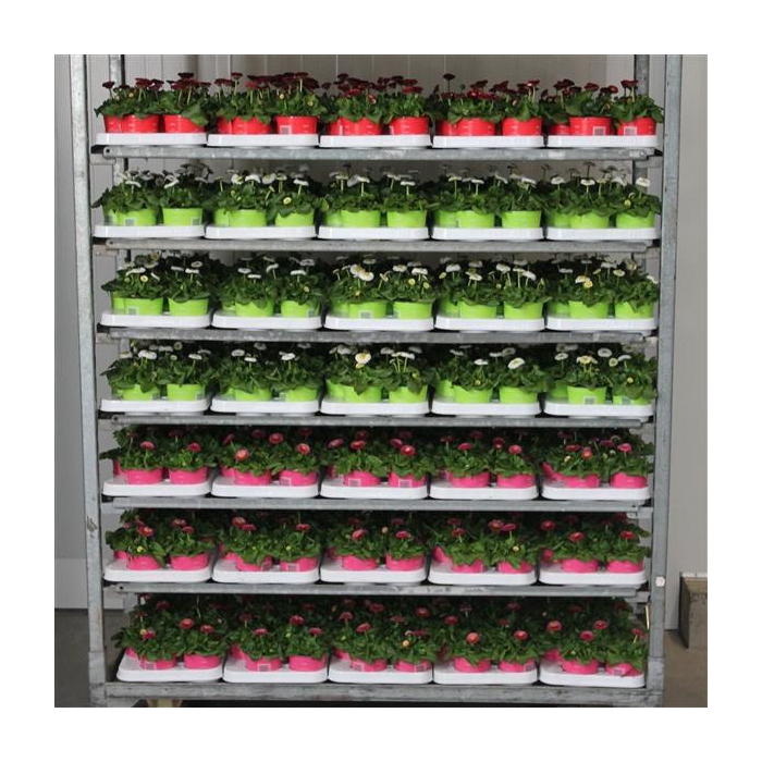 <h4>Bellis Mix kar p 10.5</h4>