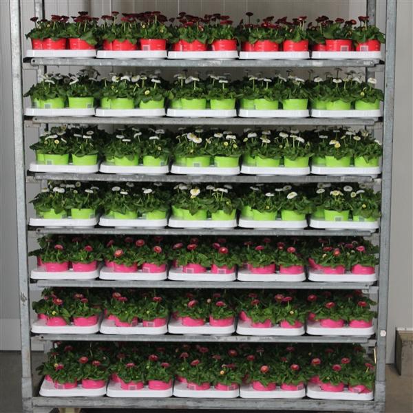 Bellis Mix kar p 10.5