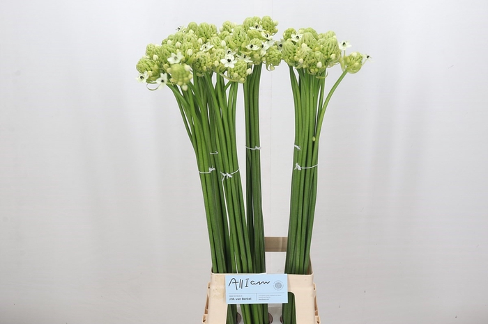 <h4>Ornithogalum Saundersiae</h4>