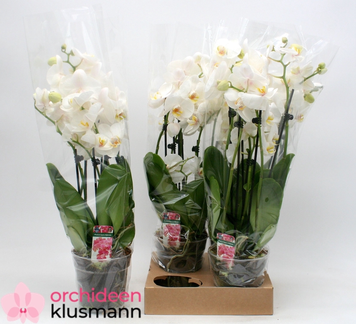 <h4>PHAL OV WIT</h4>