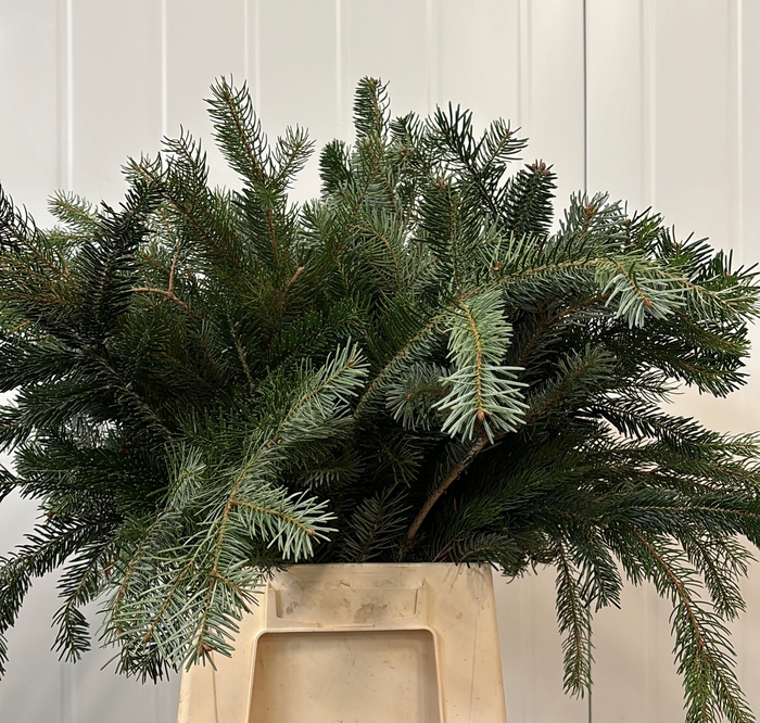 <h4>ABIES NORDMANN BS</h4>