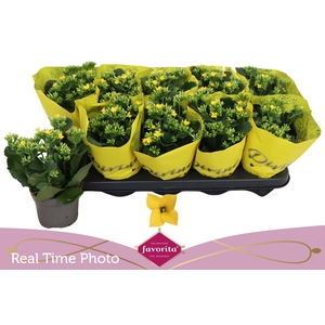 KAL EN SOLANA YELLOW