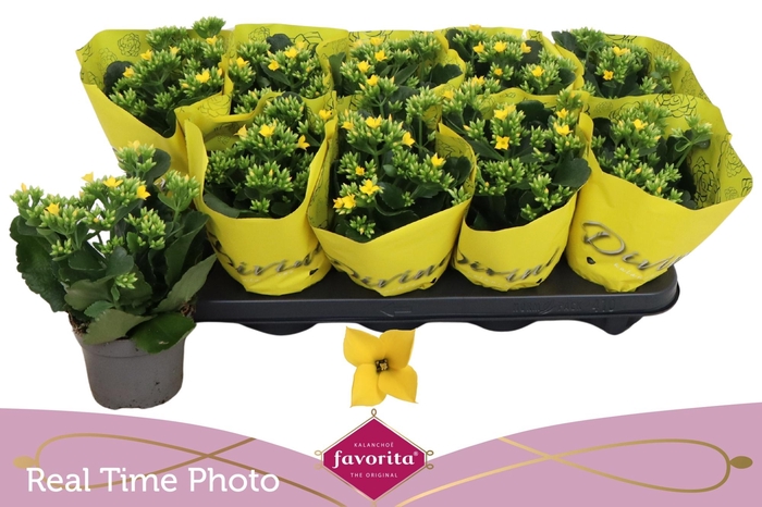 <h4>KAL EN SOLANA YELLOW</h4>