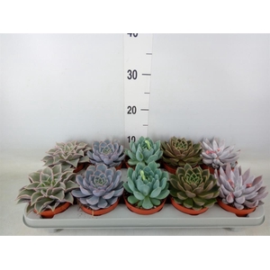 Echeveria   ...mix