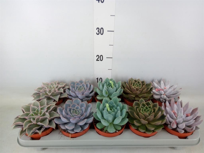 <h4>Echeveria   ...mix</h4>