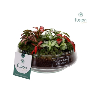 Green Bottle Iris Small met Fittonia arrangement